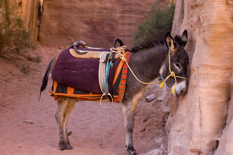 Petra_113